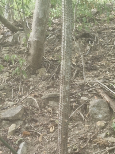 Pilosocereus purpusii, photograph 6