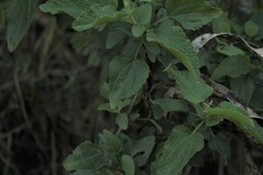 Aristeguietia lamiifolia