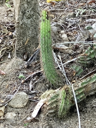 Pilosocereus purpusii, photograph 4
