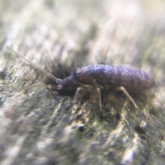 Tomocerus minor