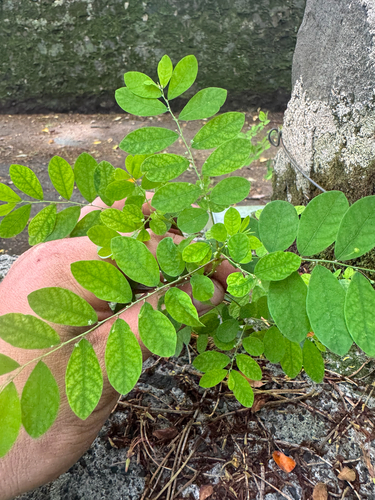 Phyllanthus tenellus observed 2026-08-05