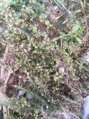 Muehlenbeckia complexa