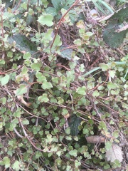 Muehlenbeckia complexa