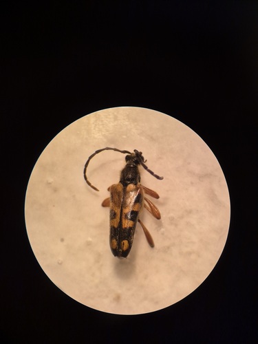 iNaturalist observation photo of Xestoleptura crassipes