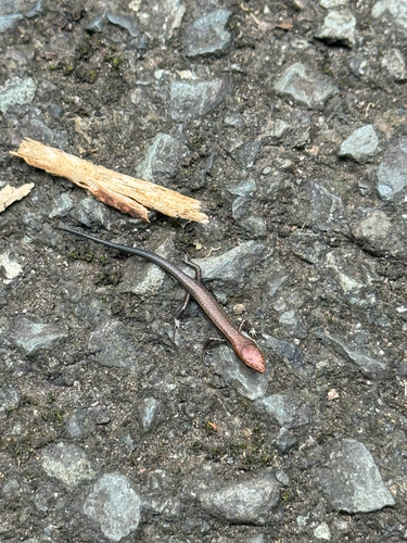 Lampropholis delicata observed 2026-08-05