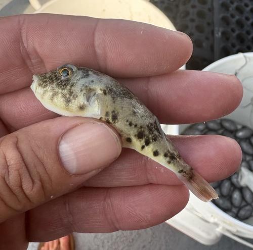 Least puffer (Sphoeroides parvus) — Tetraodontidae — 2