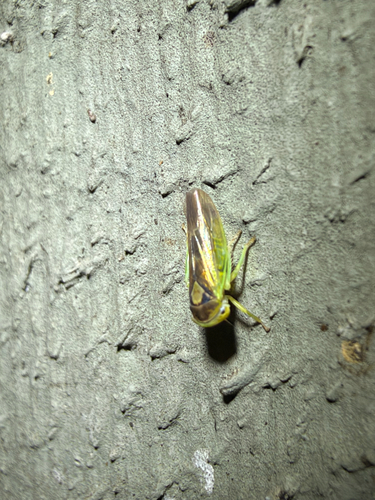 Populicerus populi