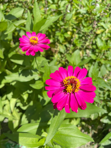 Elegant Zinnia