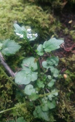 Cardamine breweri