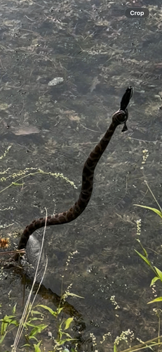 Common Watersnake