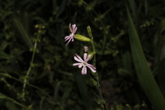 Silene nocturna