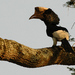 Black-and-white-casqued Hornbill - Photo (c) Tom Tarrant, some rights reserved (CC BY-SA)