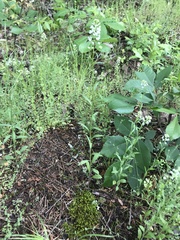 Lepidium virginicum menziesii
