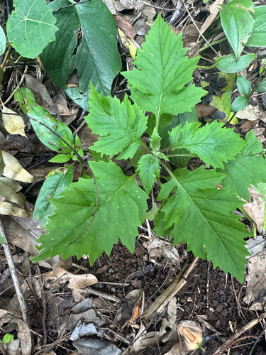Erechtites valerianifolius observed 2026-08-05