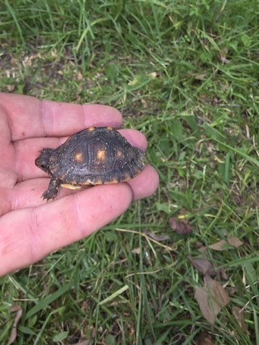 Common Box Turtle