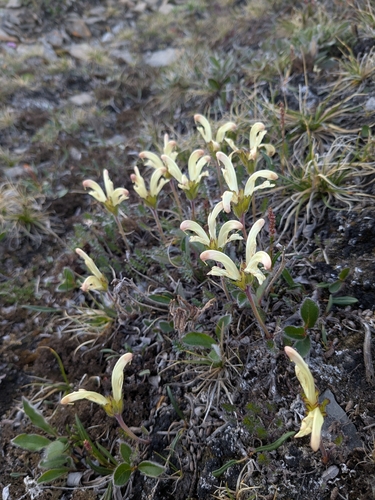 Capitate Lousewort