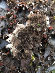 Peltigera horizontalis