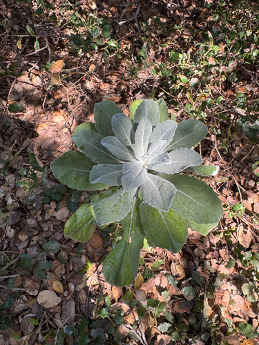 iNaturalist observation photo of Island hazardia