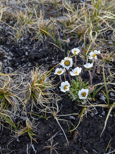 Entireleaf Daisy