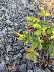 Potentilla × intermedia, photograph (c) Ксения Волянская, some rights reserved (CC BY)