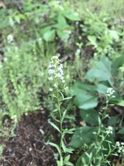 Lepidium virginicum menziesii