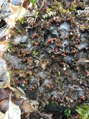 Peltigera horizontalis