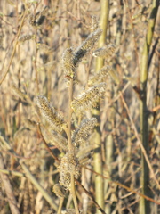 Salix