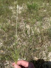 Plantago helleri