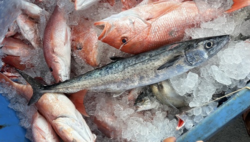 King Mackerel (Scomberomorus cavalla) — Scombridae — 3