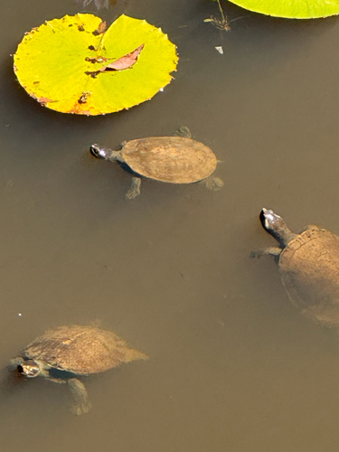 Eastern Short-necked Turtle