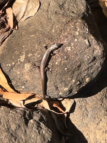Eastern Water Skink