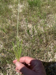 Plantago helleri