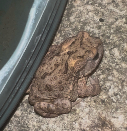 Asiatic Toad