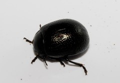 Chrysolina vernalis