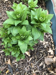 Platycodon grandiflorus