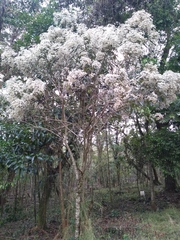 Vernonanthura patens