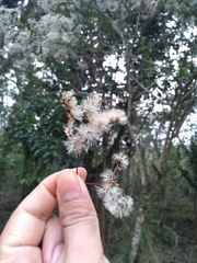 Vernonanthura patens