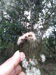 Vernonanthura patens