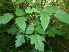 Toxicodendron radicans negundo