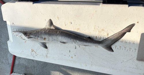 Atlantic Sharpnose Shark, Sportsplex Marina, Port Aransas, TX, US, photo 8 of 10