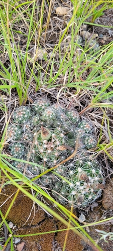 Spinystar
