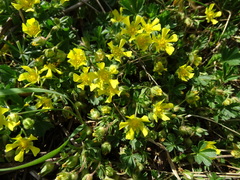 Potentilla incana