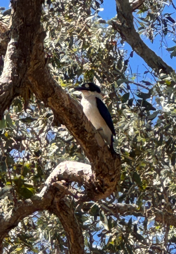 Forest Kingfisher