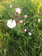 Silene × hampeana