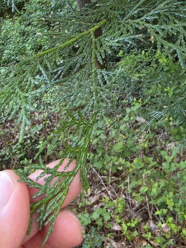 Chamaecyparis obtusa observed 2026-08-06