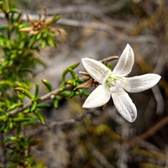 Roella arenaria