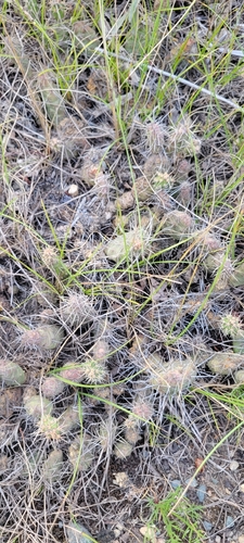 Brittle Pricklypear
