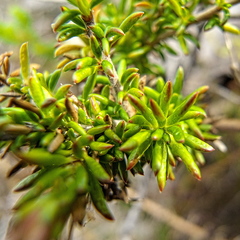 Roella arenaria