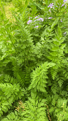 Torilis nodosa