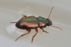 Harpalus affinis